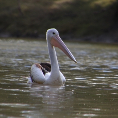 Pelecanus conspicillatus (Australian Pelican) at Walgett, NSW - 3 Jul 2024 by MB