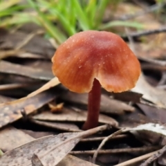 Laccaria sp. (Laccaria) at West Goulburn Bushland Reserve - 3 Jul 2024 by trevorpreston