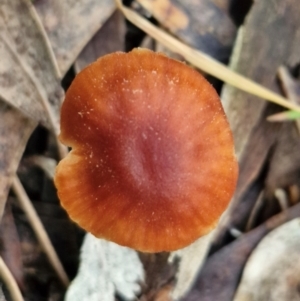 Laccaria sp. at West Goulburn Bushland Reserve - 3 Jul 2024