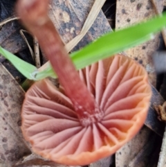 Laccaria sp. at West Goulburn Bushland Reserve - 3 Jul 2024