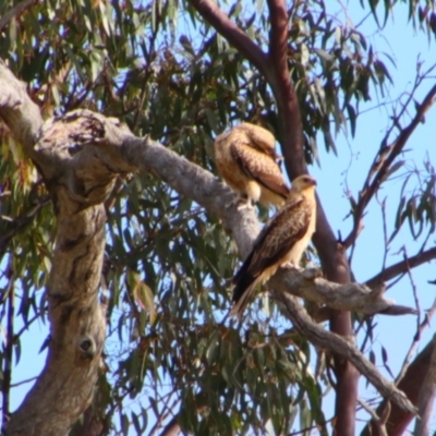 Haliastur sphenurus (Whistling Kite) at Walgett, NSW - 3 Jul 2024 by MB