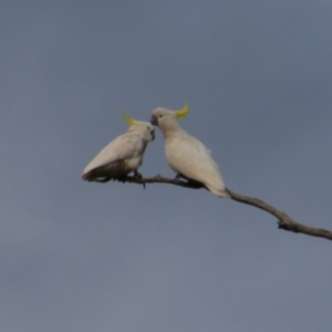 Cacatua galerita at Walgett, NSW - 3 Jul 2024