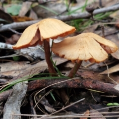 Laccaria sp. (Laccaria) at West Goulburn Bushland Reserve - 3 Jul 2024 by trevorpreston