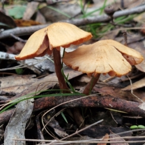 Laccaria sp. at West Goulburn Bushland Reserve - 3 Jul 2024