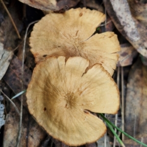 Laccaria sp. at West Goulburn Bushland Reserve - 3 Jul 2024