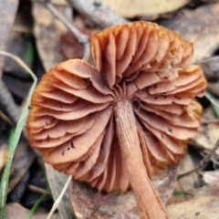 Laccaria sp. at West Goulburn Bushland Reserve - 3 Jul 2024