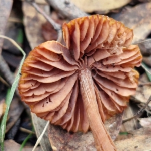 Laccaria sp. at West Goulburn Bushland Reserve - 3 Jul 2024