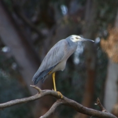 Egretta novaehollandiae (White-faced Heron) at Walgett, NSW - 3 Jul 2024 by MB