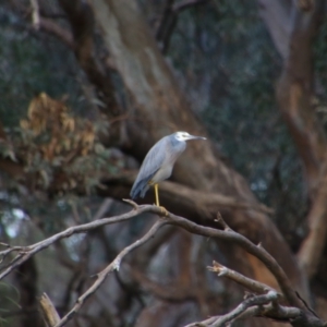 Egretta novaehollandiae at Walgett, NSW - 3 Jul 2024 03:05 PM