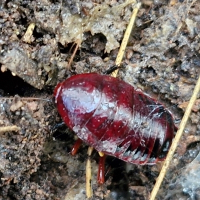 Platyzosteria similis (Red-legged litter runner) at West Goulburn Bushland Reserve - 3 Jul 2024 by trevorpreston