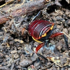 Platyzosteria similis at West Goulburn Bushland Reserve - 3 Jul 2024