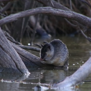 Hydromys chrysogaster at Walgett, NSW - 3 Jul 2024