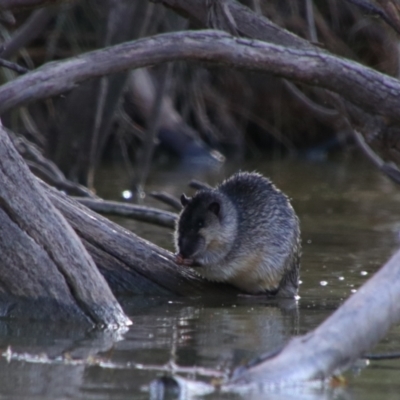 Hydromys chrysogaster (Rakali or Water Rat) at Walgett, NSW - 3 Jul 2024 by MB