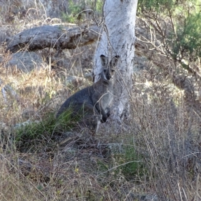 Notamacropus rufogriseus (Red-necked Wallaby) at Isaacs Ridge and Nearby - 3 Jul 2024 by Mike