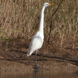 Ardea alba at Walgett, NSW - 3 Jul 2024