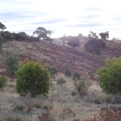 Macropus giganteus (Eastern Grey Kangaroo) at Isaacs Ridge and Nearby - 3 Jul 2024 by Mike