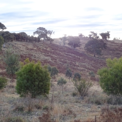 Macropus giganteus (Eastern Grey Kangaroo) at Isaacs Ridge - 3 Jul 2024 by Mike