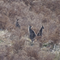 Macropus giganteus at Isaacs Ridge - 3 Jul 2024 03:51 PM