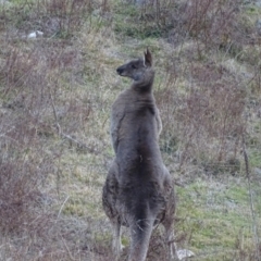 Macropus giganteus at Isaacs Ridge - 3 Jul 2024