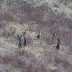 Macropus giganteus at Isaacs Ridge - 3 Jul 2024