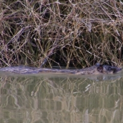 Hydromys chrysogaster (Rakali or Water Rat) at Walgett, NSW - 3 Jul 2024 by MB