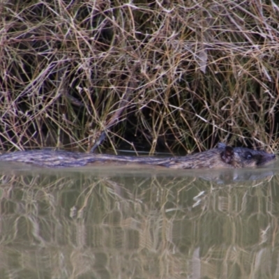 Hydromys chrysogaster (Rakali or Water Rat) at Walgett, NSW - 3 Jul 2024 by MB