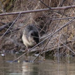 Hydromys chrysogaster at Walgett, NSW - 3 Jul 2024