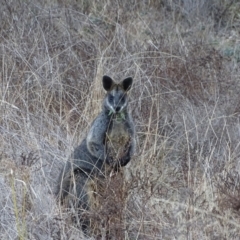 Wallabia bicolor (Swamp Wallaby) at Isaacs Ridge and Nearby - 3 Jul 2024 by Mike
