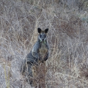 Wallabia bicolor at Isaacs Ridge - 3 Jul 2024 04:13 PM