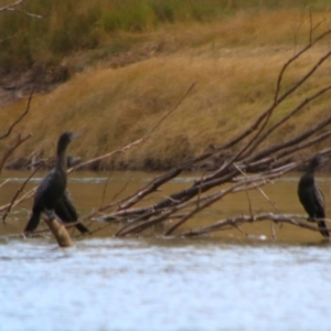 Phalacrocorax sulcirostris at Walgett, NSW - 3 Jul 2024