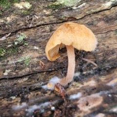 Unidentified Cap on a stem; gills below cap [mushrooms or mushroom-like] at West Goulburn Bushland Reserve - 3 Jul 2024 by trevorpreston