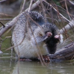 Hydromys chrysogaster (Rakali or Water Rat) at Walgett, NSW - 3 Jul 2024 by MB