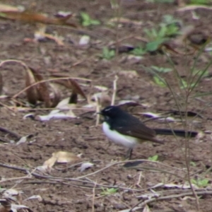 Rhipidura leucophrys at Walgett, NSW - 3 Jul 2024 03:59 PM