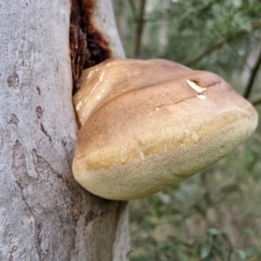 Laetiporus portentosus (White Punk) at Goulburn, NSW - 3 Jul 2024 by trevorpreston