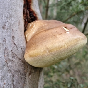 Laetiporus portentosus at Goulburn, NSW - 3 Jul 2024