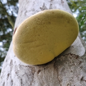 Laetiporus portentosus at Goulburn, NSW - 3 Jul 2024