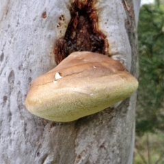 Laetiporus portentosus at Goulburn, NSW - 3 Jul 2024