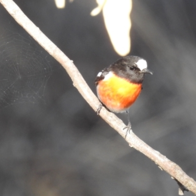 Petroica boodang (Scarlet Robin) at Lions Youth Haven - Westwood Farm A.C.T. - 1 Jul 2024 by HelenCross
