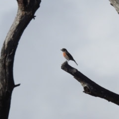 Petroica boodang (Scarlet Robin) at Lions Youth Haven - Westwood Farm A.C.T. - 1 Jul 2024 by HelenCross