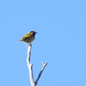 Nesoptilotis leucotis at Lions Youth Haven - Westwood Farm A.C.T. - 1 Jul 2024 02:11 PM