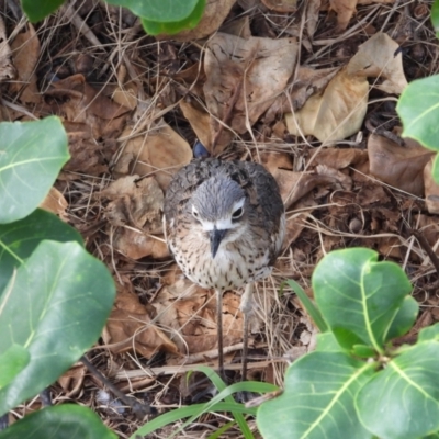 Burhinus grallarius (Bush Stone-curlew) at North Ward, QLD - 20 Apr 2022 by TerryS