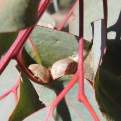 Paropsis atomaria (Eucalyptus leaf beetle) at Lions Youth Haven - Westwood Farm A.C.T. - 1 Jul 2024 by HelenCross