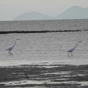 Ardea alba at North Ward, QLD - 20 Apr 2022 05:04 PM