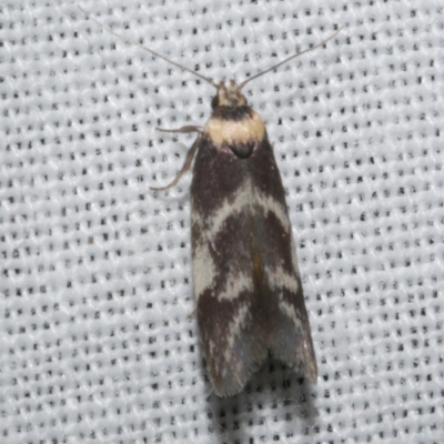 Oecophoridae (family) (Unidentified Oecophorid concealer moth) at WendyM's farm at Freshwater Ck. - 21 Dec 2022 by WendyEM