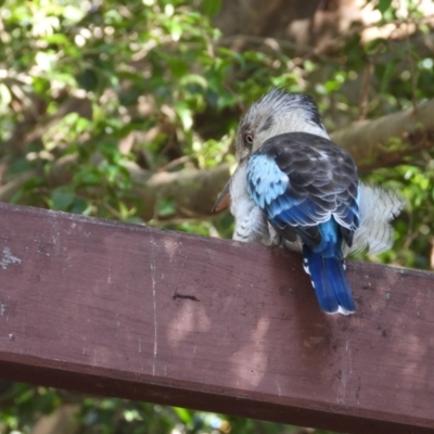 Dacelo leachii (Blue-winged Kookaburra) at Belgian Gardens, QLD - 6 Apr 2024 by TerryS