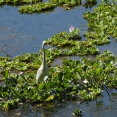 Ardea alba (Great Egret) at Cranbrook, QLD - 5 Apr 2024 by TerryS