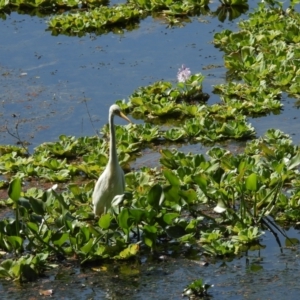 Ardea alba at Cranbrook, QLD - 6 Apr 2024 09:07 AM