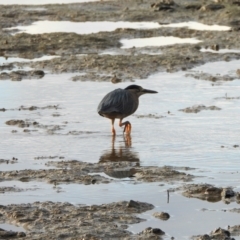 Butorides striata (Striated Heron) at Belgian Gardens, QLD - 20 May 2022 by TerryS