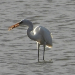 Ardea alba (Great Egret) at North Ward, QLD - 20 May 2022 by TerryS