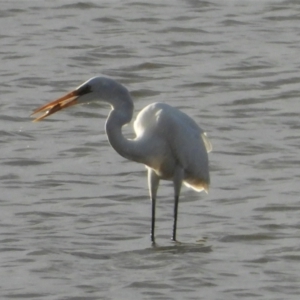 Ardea alba at North Ward, QLD - 20 May 2022